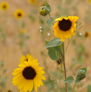 Meet your Posher, Dennice